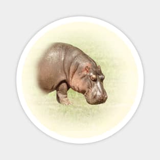 Hippopotamus Magnet